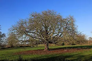 Bald Prints: Horse chestnut tree, Aesculus hippocastanum