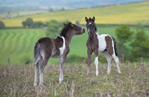 Equidae Prints: Horse, Dartmoor Pony, two foals, interacting on moorland, Dartmoor, Devon, England, June