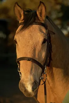 Mashatu Prints: Horse from Limpopo Valley Horse Safaris at Mashatu Game Reserve