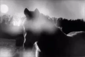 Animal Prints: Horse Portrait
