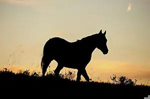 Evening Atmosphere Prints: Horse on the prairie, silhouette at sunset, Saskatchewan, Canada, North America