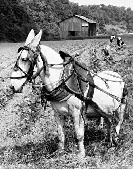 Adult Animal Prints: Horse standing in a field with three people planting tobacco in the background