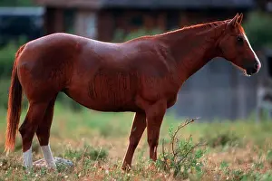 Farm Prints: Horse standing in a pasture, Alberta, Canada