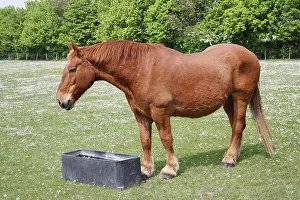 Stallion Prints: Horse, Suffolk Punch, stallion