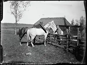 Horses of the 2nd Uhlans Regiment (II). Front of the Polish Legions in Volhynia. Janowski, Stanisław (1866 1942)