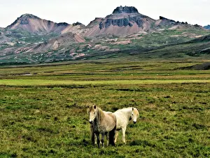 Fishing Village Prints: Horses bear Bakkagerdi, Iceland