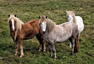 Fishing Village Prints: Horses bear Bakkagerdi, Iceland