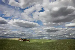 Medium Group Prints: Horses running wild on the historic Gang Ranch in British Columbia, Canada