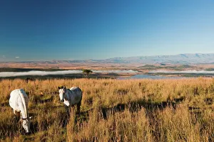 Horses at Spioenkop Battlefield with Spioenkop Dam and the Ukhahlamba Drakensberg Park in the background