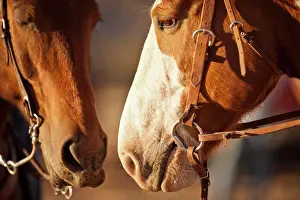 Farm Prints: Two horses standing face to face