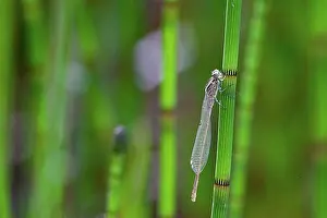Adult Male Prints: Horseshoe damselfly, freshly hatched male, Westerwald, Germany, Europe