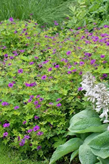 Plant Combination Prints: Hosta (Hosta sp) Big Mama and Geranium (Geranium sp) in bloom in a garden