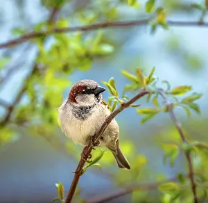 Wildtiere Prints: House sparrow bird sitting on a tree Closeup of a male house sparrow bird sitting on a tree Copyright: xZoonar
