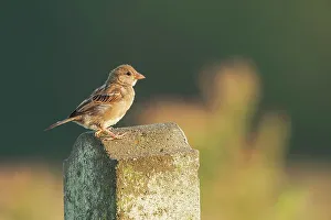House sparrow (Passer domesticus) perching on fence post