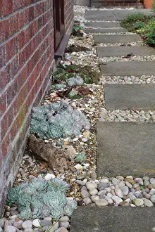 Concrete Prints: Houseleek (Sempervivum sp.) growing in gravel