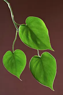 Maryland Prints: Houseplant glossy green leaves against a brown background. Maryland, USA. 9/10/2006