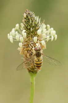 In Sect Prints: Hover Fly (Syrphus ribesil) on Ribwart Plantain (Plantago lanceolata) feeding