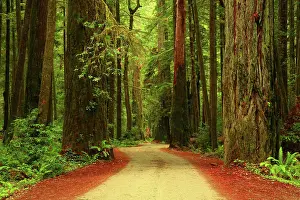 Us A Prints: Howland Hill Road Through Giant Redwoods in the Stout Grove in the Redwoods in Jedidiah Smith Redwood State Park