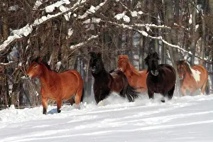 Equidae Prints: Hucul Pony, Carpathian Pony, Huzul. Herd trotting on a snowy meadow