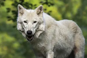 Mammalia Prints: Hudson Bay wolf, Arctic wolf (Canis lupus hudsonicus) white wolf native to Canada