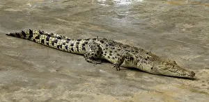 Tooth Prints: A huge crocodile with open mouth ready to bite prey