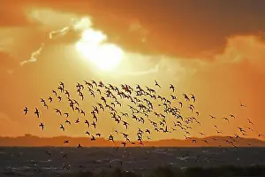 Benelux Prints: Huge flock of bar-tailed godwits (Limosa lapponica) and red knots in flight