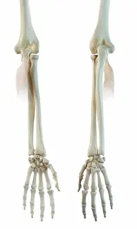 Human Body Prints: Human bicipital aponeurosis muscle, computer artwork