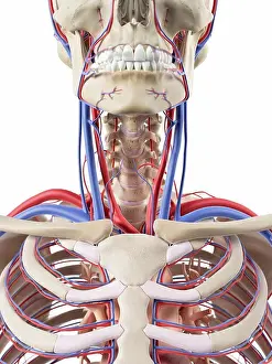 Anatomy Prints: Human blood vessels in the neck, computer artwork