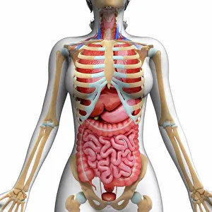 Human Representation Prints: Human digestive system and ribcage, computer artwork