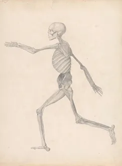 Figure Study Prints: Human Figure Lateral View Finished Study Unpublished Table