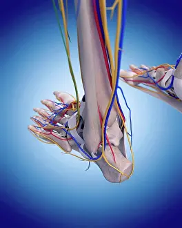 Artery Prints: Human foot anatomy, illustration