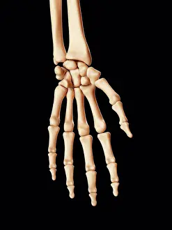 Finger Prints: Human hand bones, computer illustration