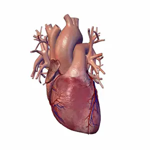 Anatomy Prints: Human heart and major vessels on white background