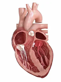 Computer Generated Imagery Prints: Human heart valves, cross section illustration