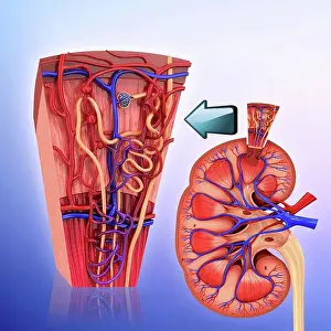 Anatomical Prints: Human kidney nephron, cut-away computer artwork
