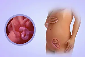 Beginnings Prints: A human model showing pregnancy at week 17