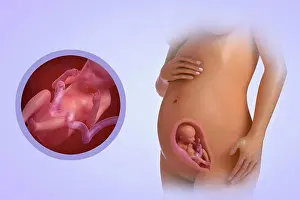 Beginnings Prints: A human model showing pregnancy at week 22