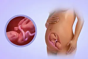 Beginnings Prints: A human model showing pregnancy at week 27