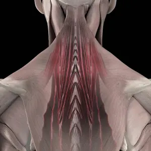Anatomy Prints: A human model showing the trapezius muscle