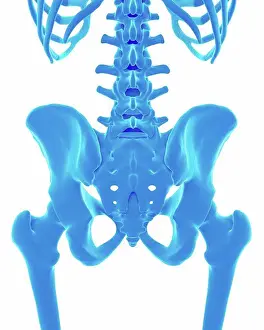 Anatomical Prints: Human pelvis, illustration