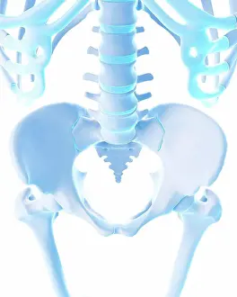 Anatomical Prints: Human pelvis, illustration