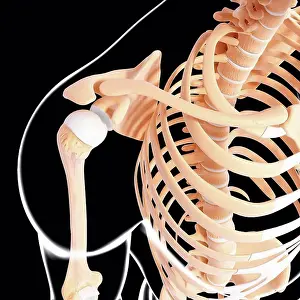 Spine Prints: Human skeleton, computer artwork