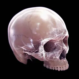 Bones Prints: A human skull without the lower jaw