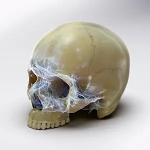 Single Object Prints: A human skull without the lower jaw on a white surface