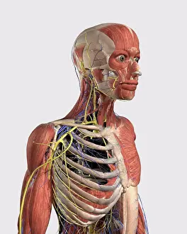 Human Representation Prints: Human upper body showing muscle parts, axial skeleton, veins and nerves