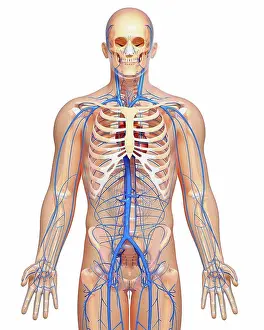 Human Representation Prints: Human veins, computer artwork