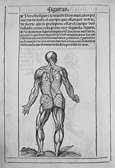 Spaniard Prints: Human's anatomy book'. Printed in 1551 in Valladolid by Sebastian Martinez
