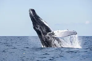 Megafauna Prints: A humpback whale breaches out of the blue waters of the Caribbean Sea