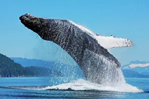 Jump Prints: A Humpback whale breaches along the shoreline of Chichagof Island in Chatham Strait with Mendenhall Towers