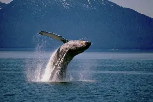 Jump Prints: Humpback Whale breaching off of Pt